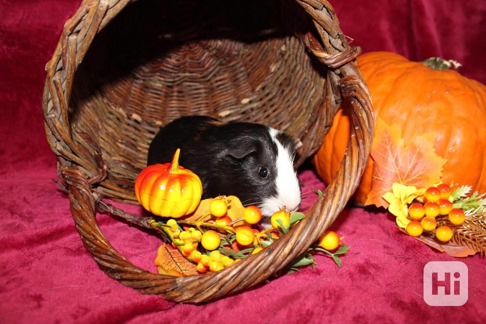 Morčátka kluci - foto 1