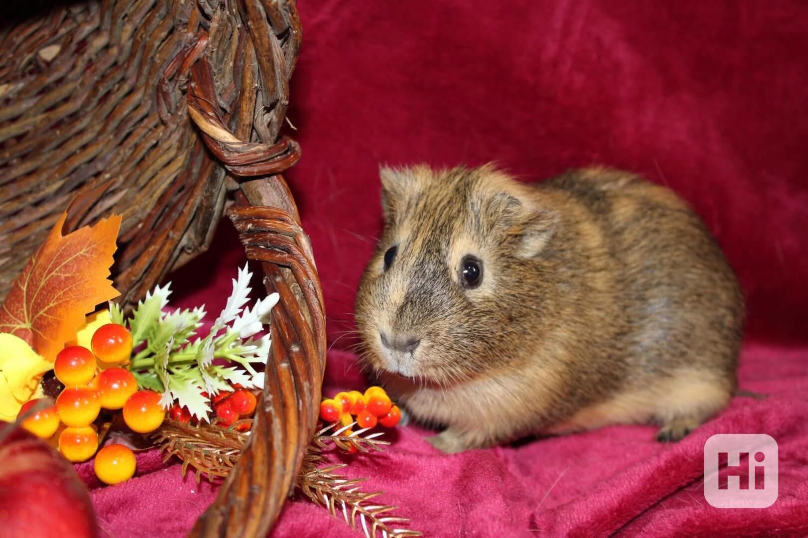 Morčátka kluci - foto 1