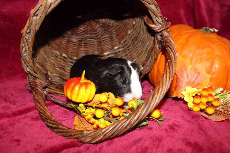 Morčátka kluci - foto 3