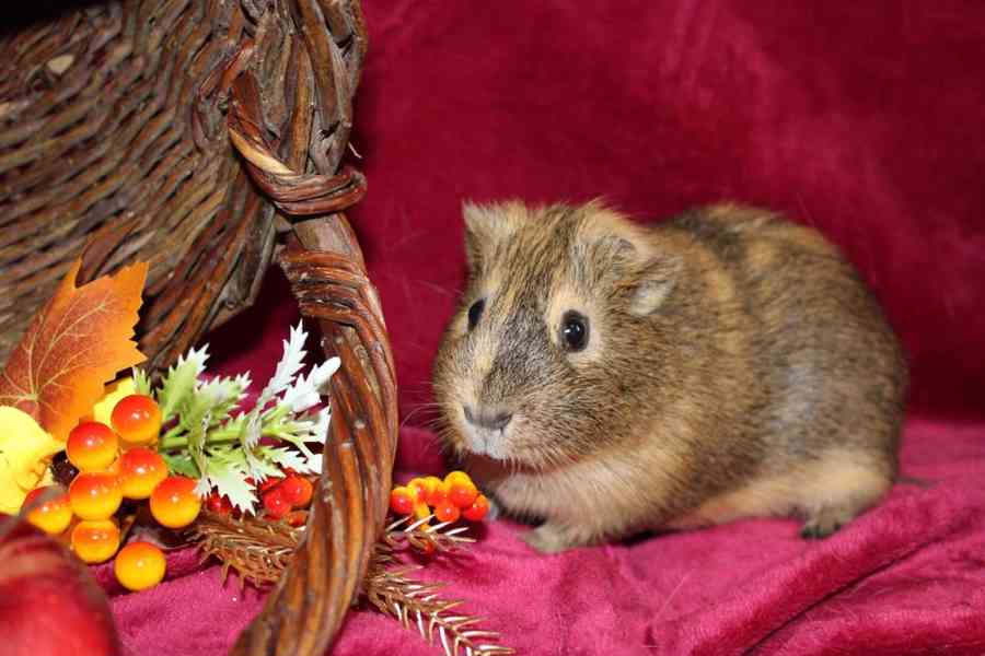 Morčátka kluci - foto 1