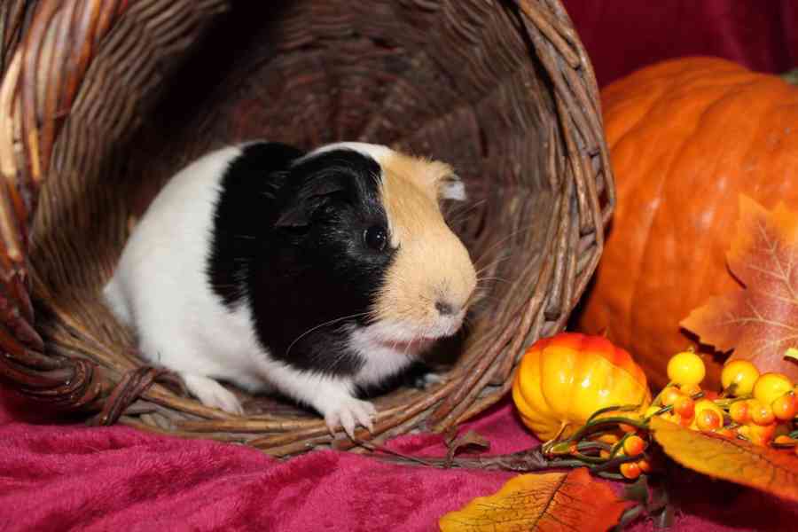 Morčátka kluci - foto 4