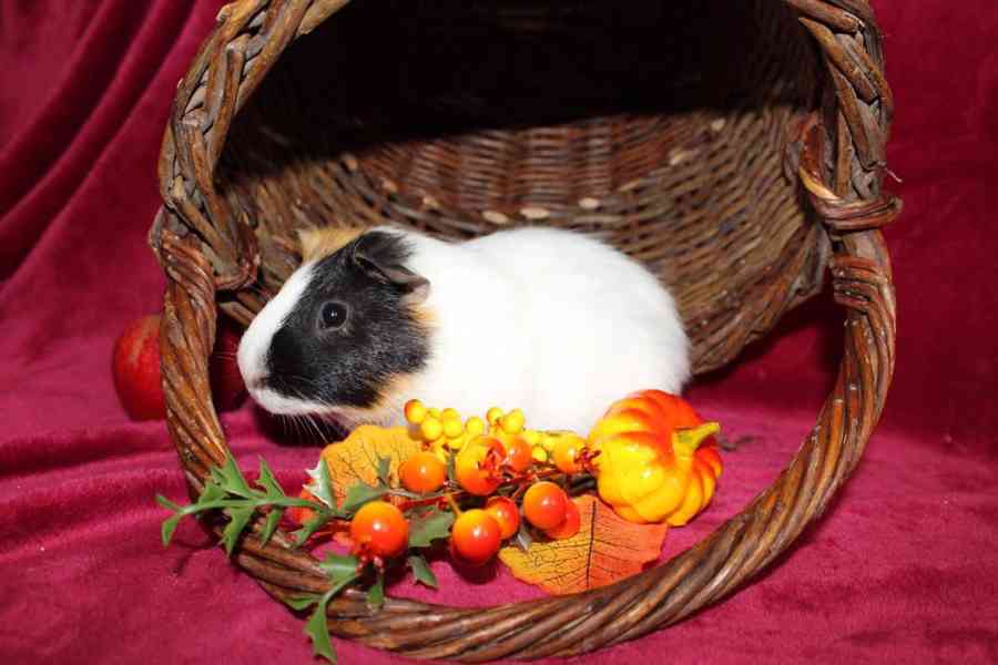 Morčátka kluci - foto 2