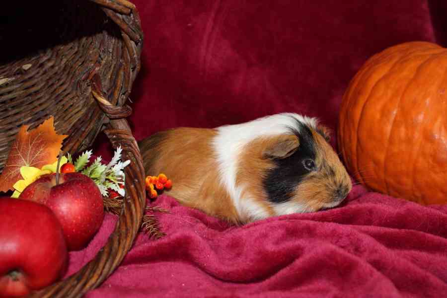 Morčátka kluci - foto 5