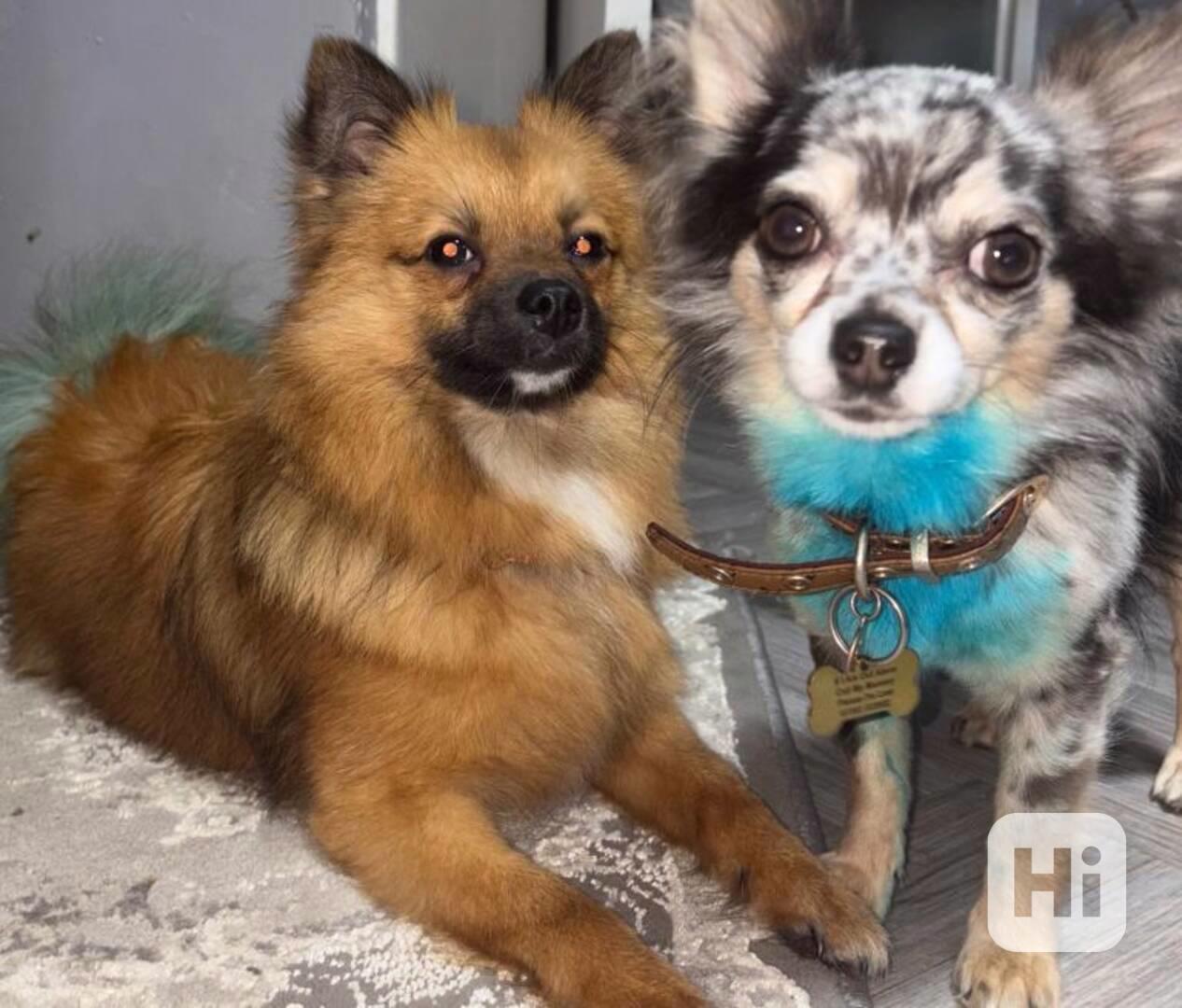  545 Štěňata Pomchi..napište  - foto 1