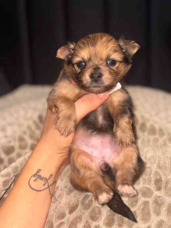  545 Štěňata Pomchi..napište  - foto 4