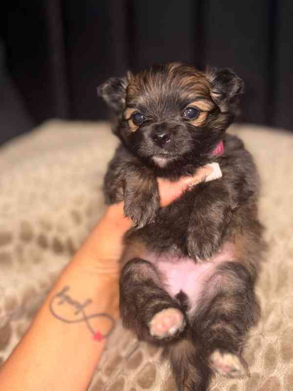  545 Štěňata Pomchi..napište  - foto 2