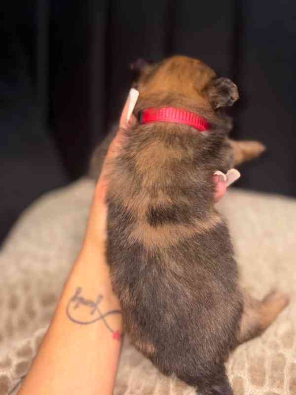  545 Štěňata Pomchi..napište  - foto 3