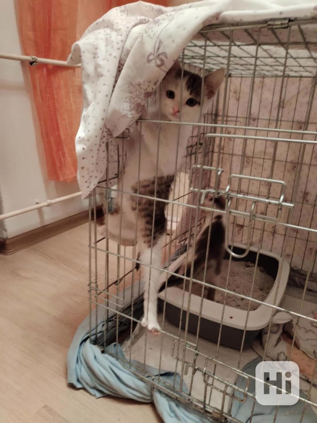 Zachraňme pět sirotků - foto 1