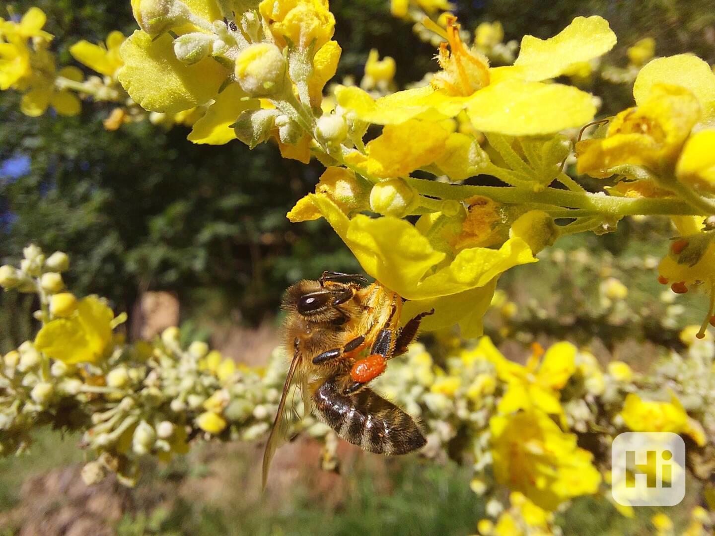 Prodej silných včelstev - foto 1