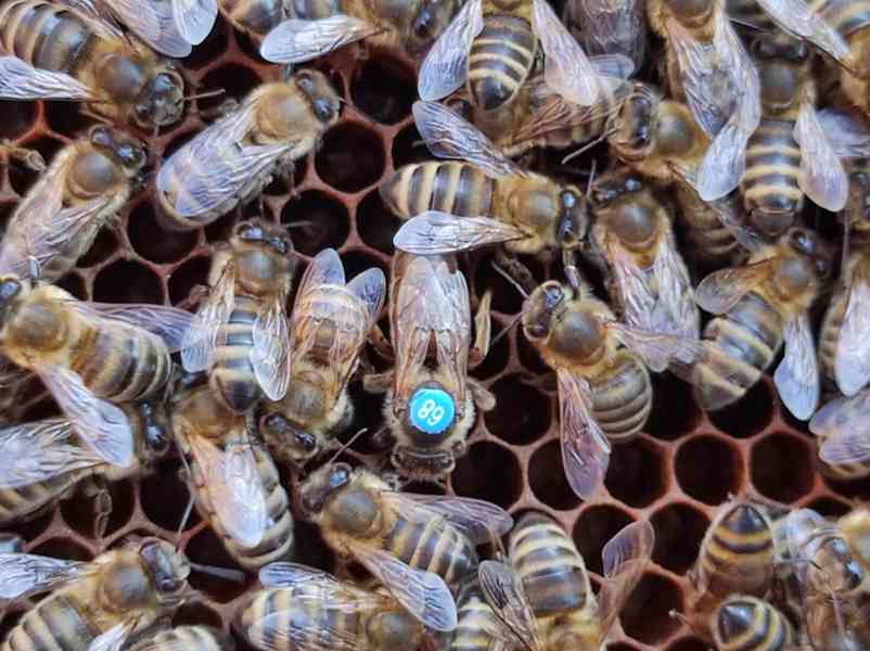 Oddělky, úly, matky, krmivo pro včely - foto 2