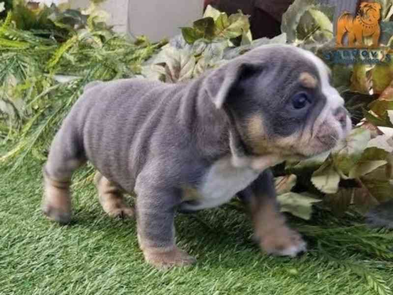 Tato nádherná štěňata anglického buldoka 