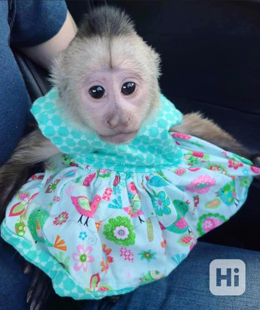 zdarma kapucínská opice k adopci    - foto 1