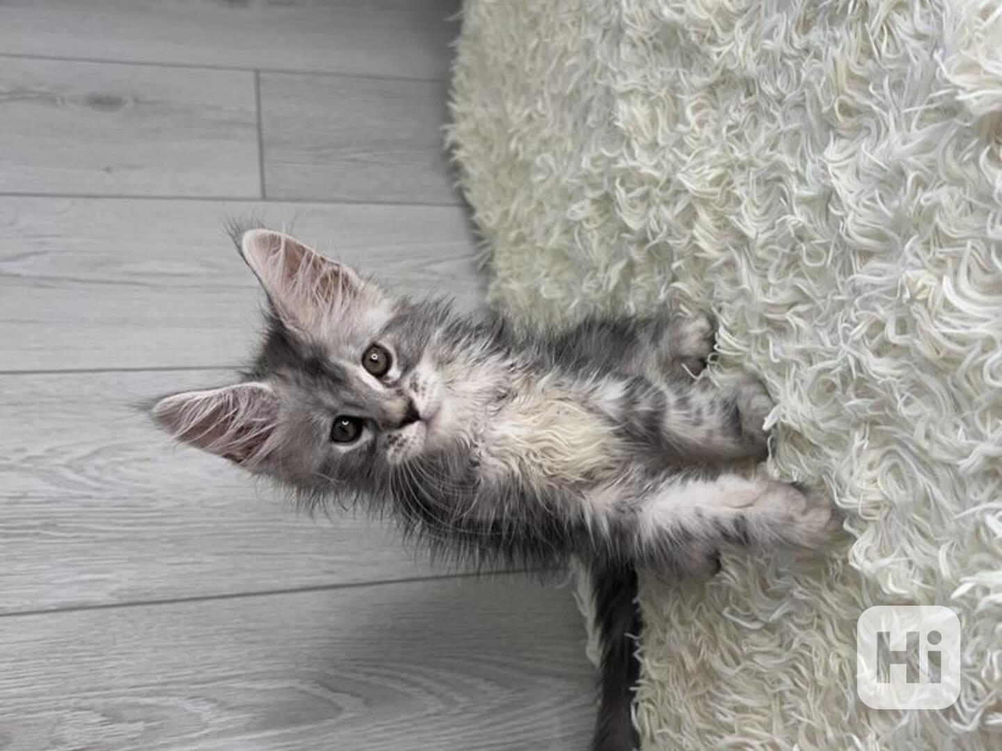 Koťátka Mainské mývalí kočky k adopci - foto 1