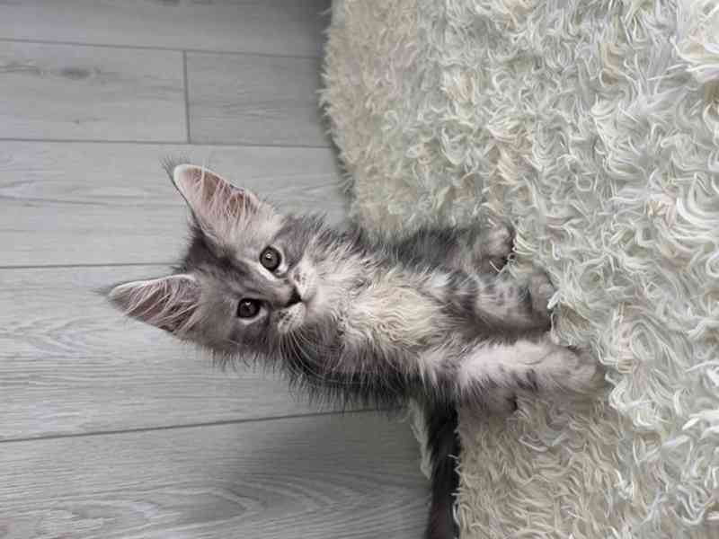 Koťátka Mainské mývalí kočky k adopci - foto 1