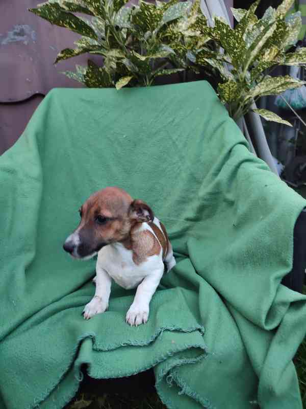 Jack Russell terrier JRT Jack Rusel terier - foto 9