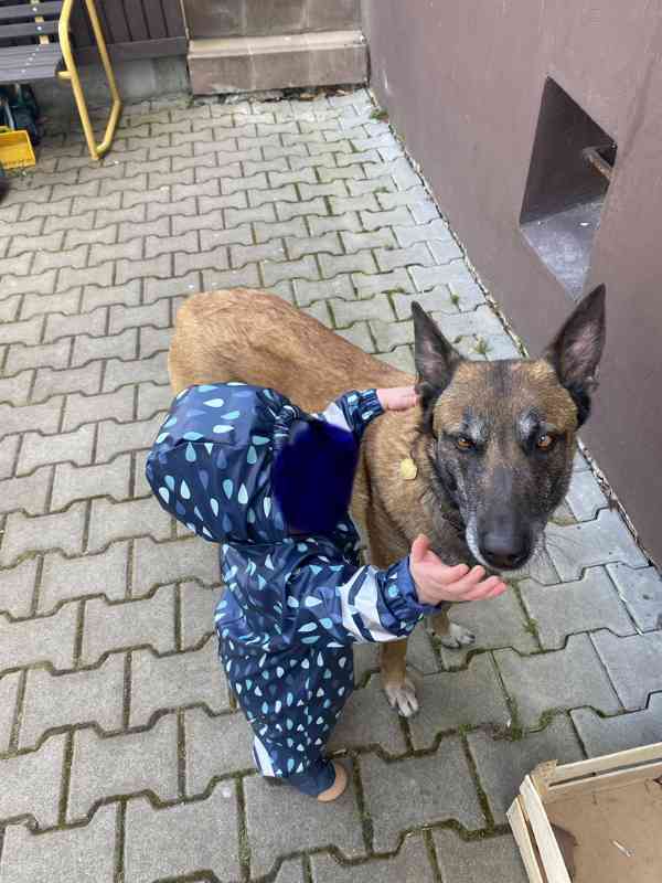Štěňata s PP BOM - foto 4