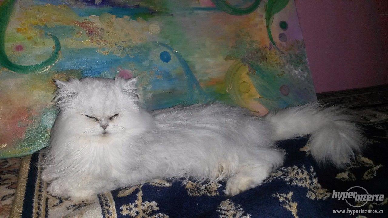 Perská činčila krytí - foto 1