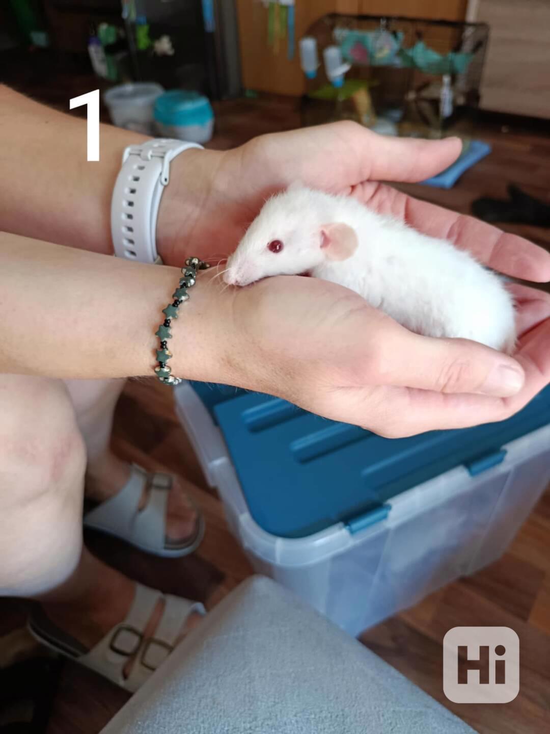 Potkaní mláďata  - foto 1