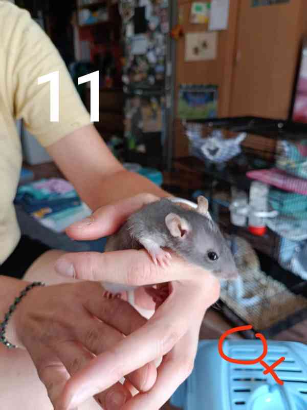 Potkaní mláďata  - foto 3