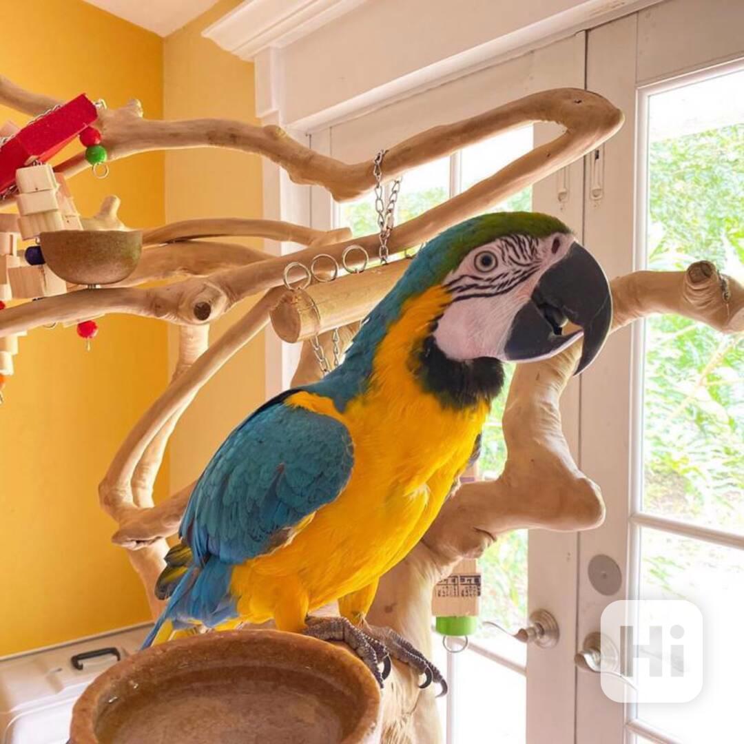 MODROZLATÝ ARŮŽOVÝ PAPOUŠEK K ADOPCI - foto 1