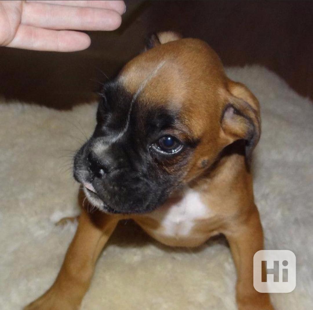Nemecký boxer, šteniatka  - foto 1
