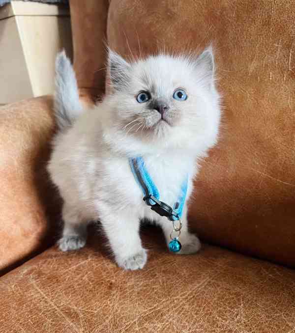 Vynikající koťátka plemene Ragdoll jsou ihned k dispozici - foto 2