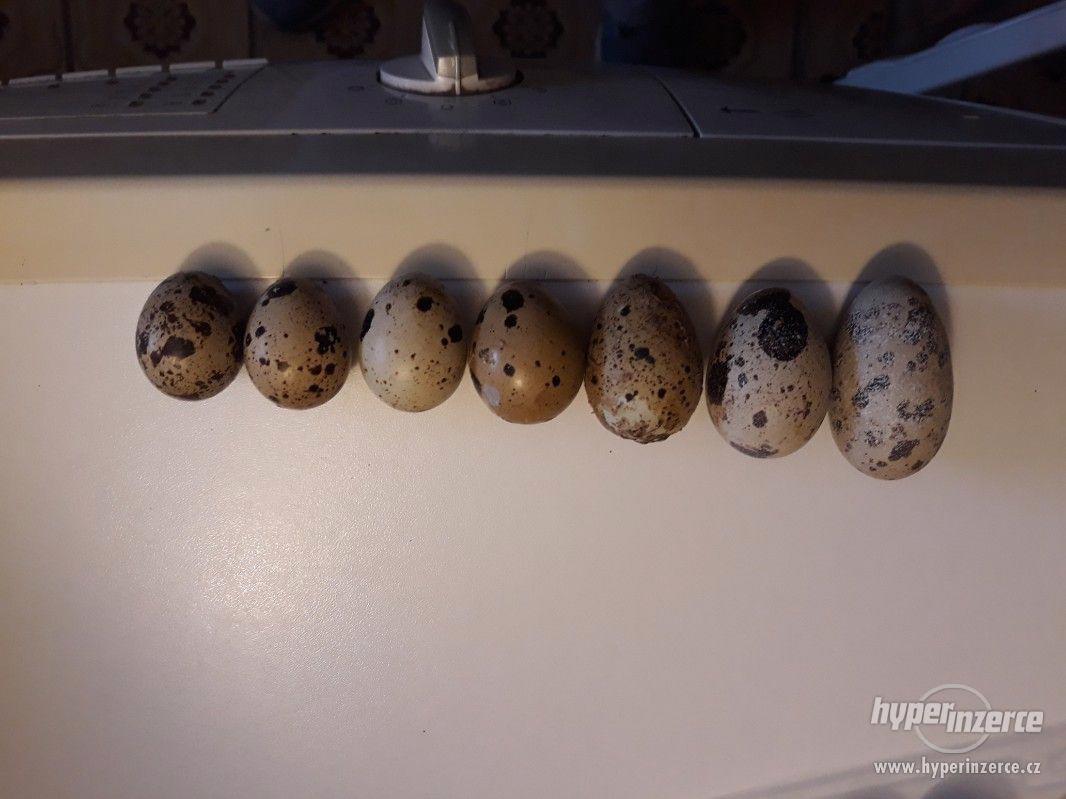 Křepelčí vajíčka - foto 1