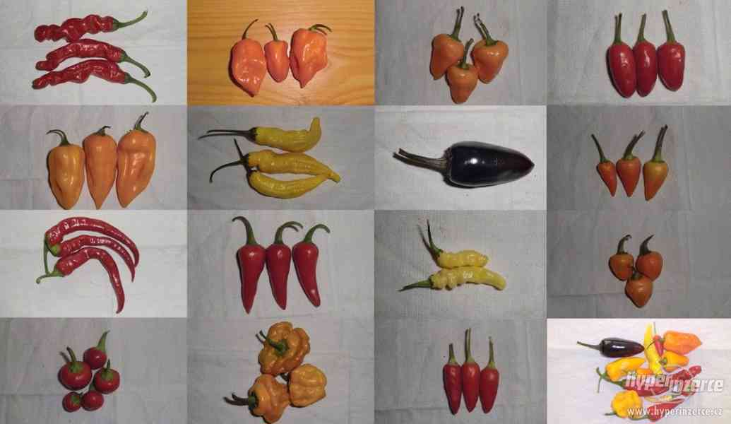 Chilli papričky čerstvé - foto 1