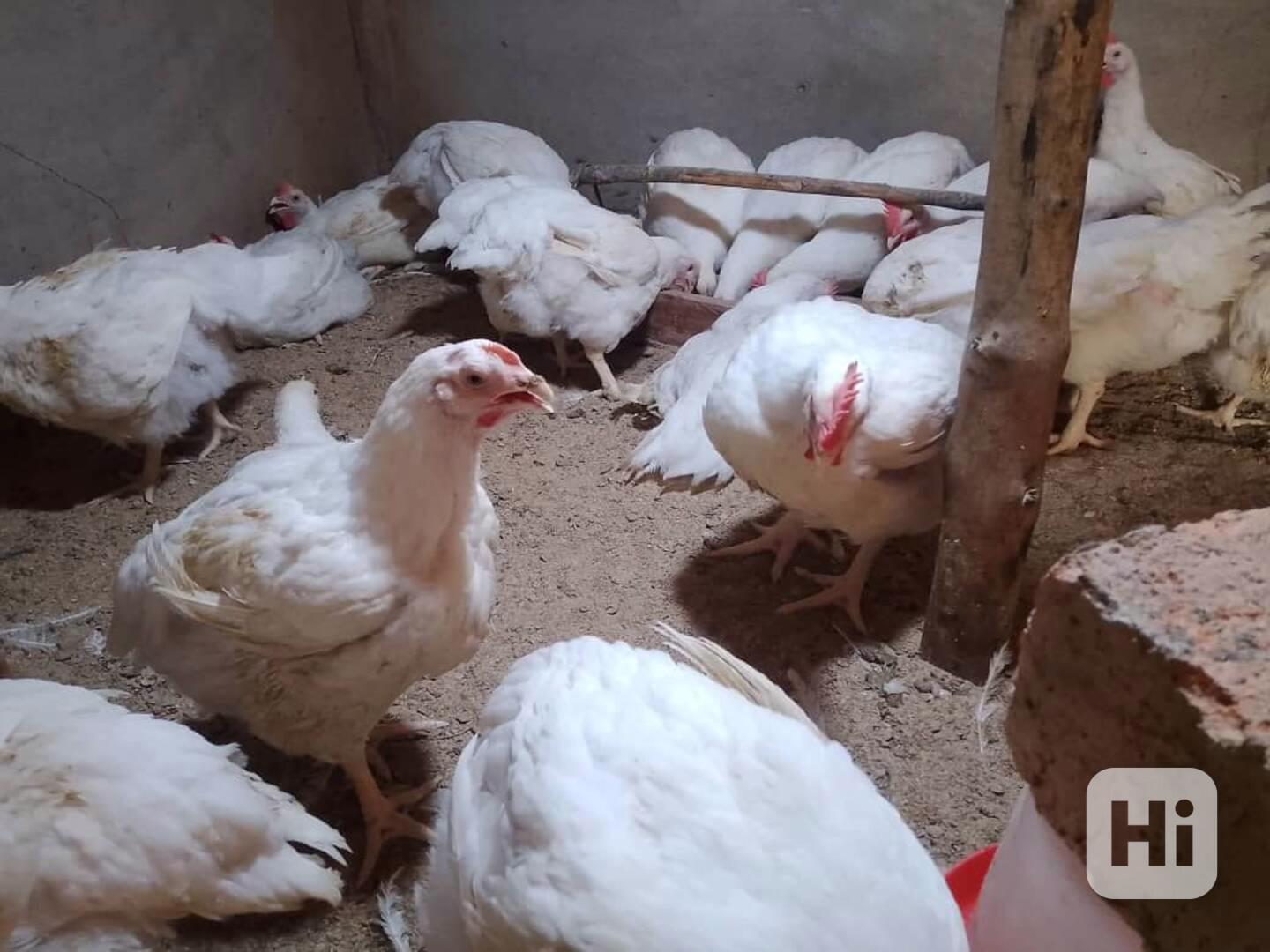 Zemědělská drůbež je nyní k dispozici k prodeji - foto 1