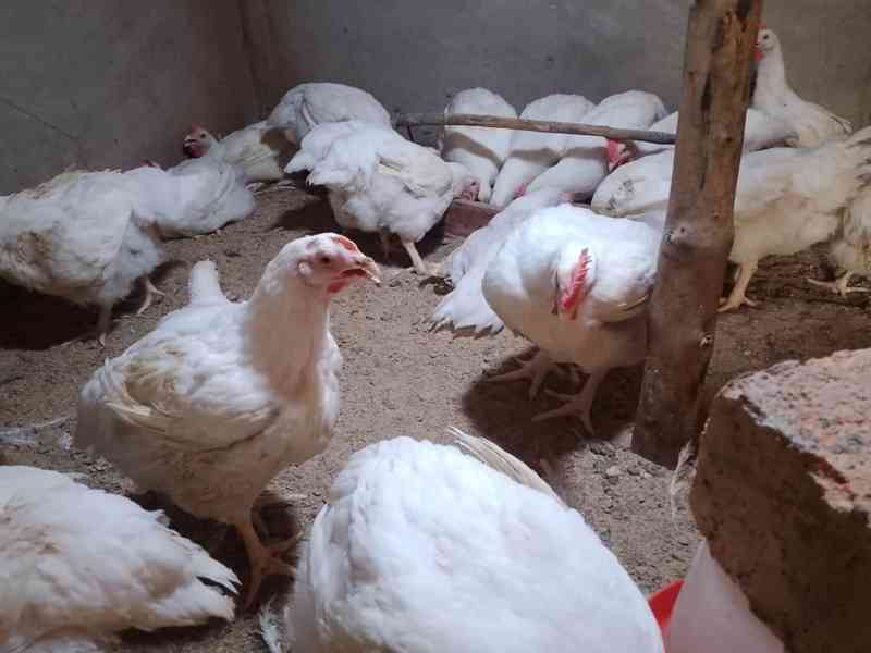 Zemědělská drůbež je nyní k dispozici k prodeji - foto 1