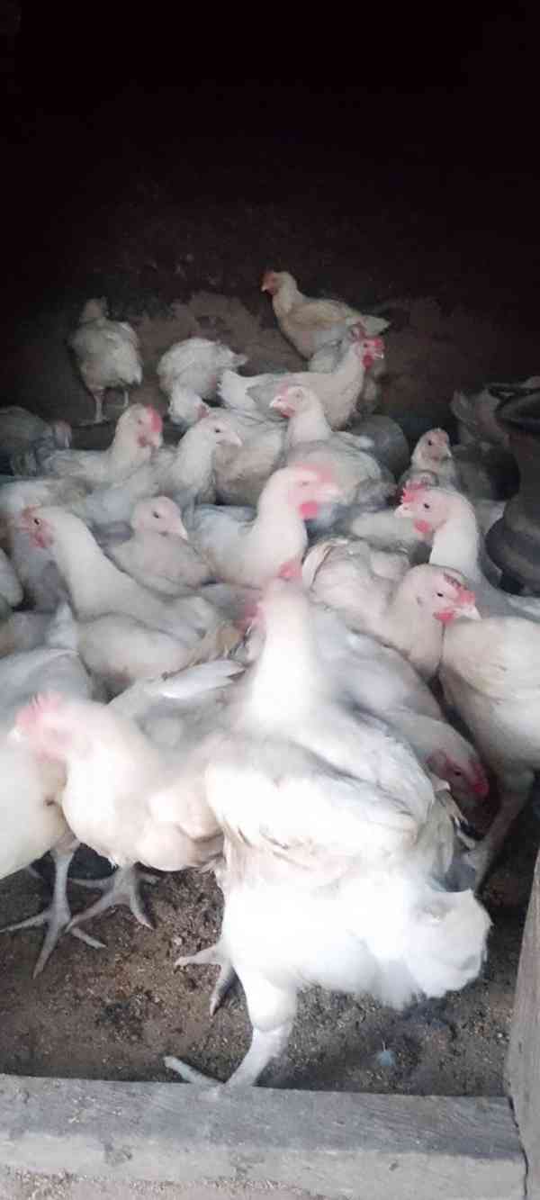 Zemědělská drůbež je nyní k dispozici k prodeji - foto 2