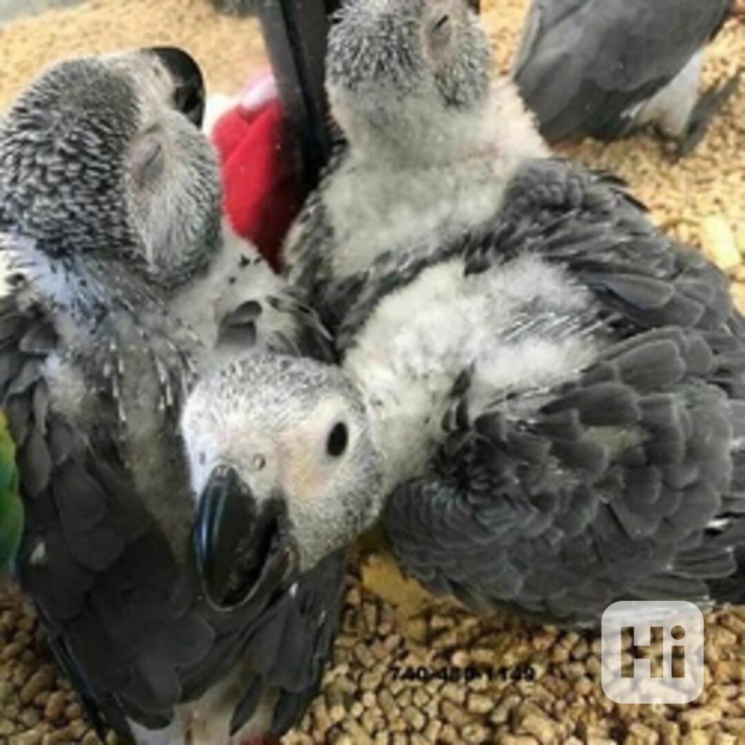 Mláďata papouška šedého konžského - foto 1