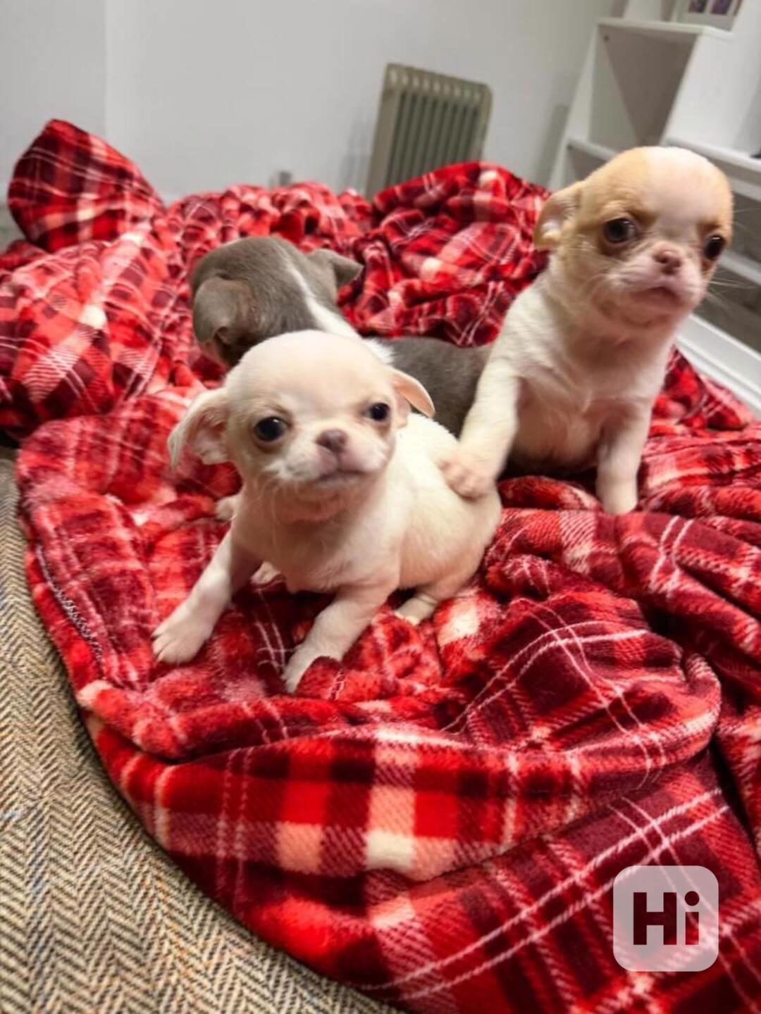 čivavy štěňátka pejsek a fenečka  - foto 1