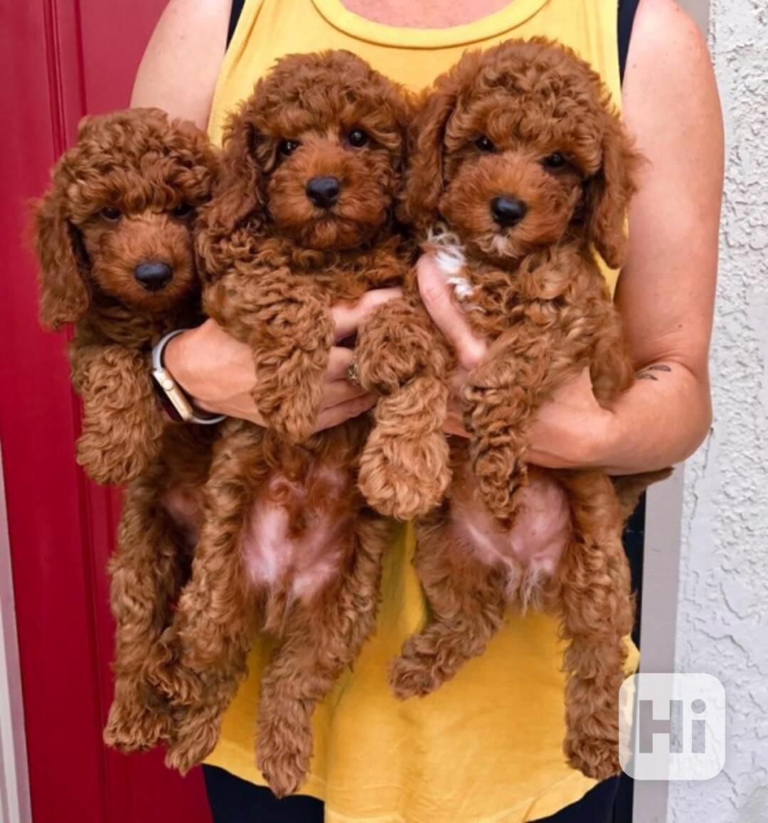 Roztomilá štěňata pudla k dispozici!  - foto 1
