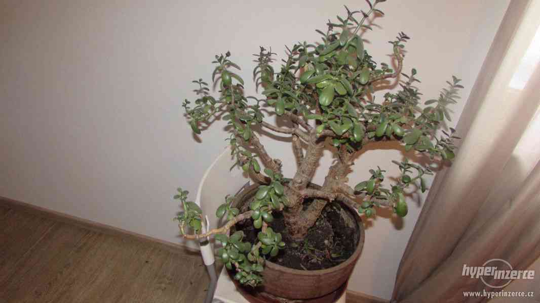 Tlustice - Crassula ovata - foto 2