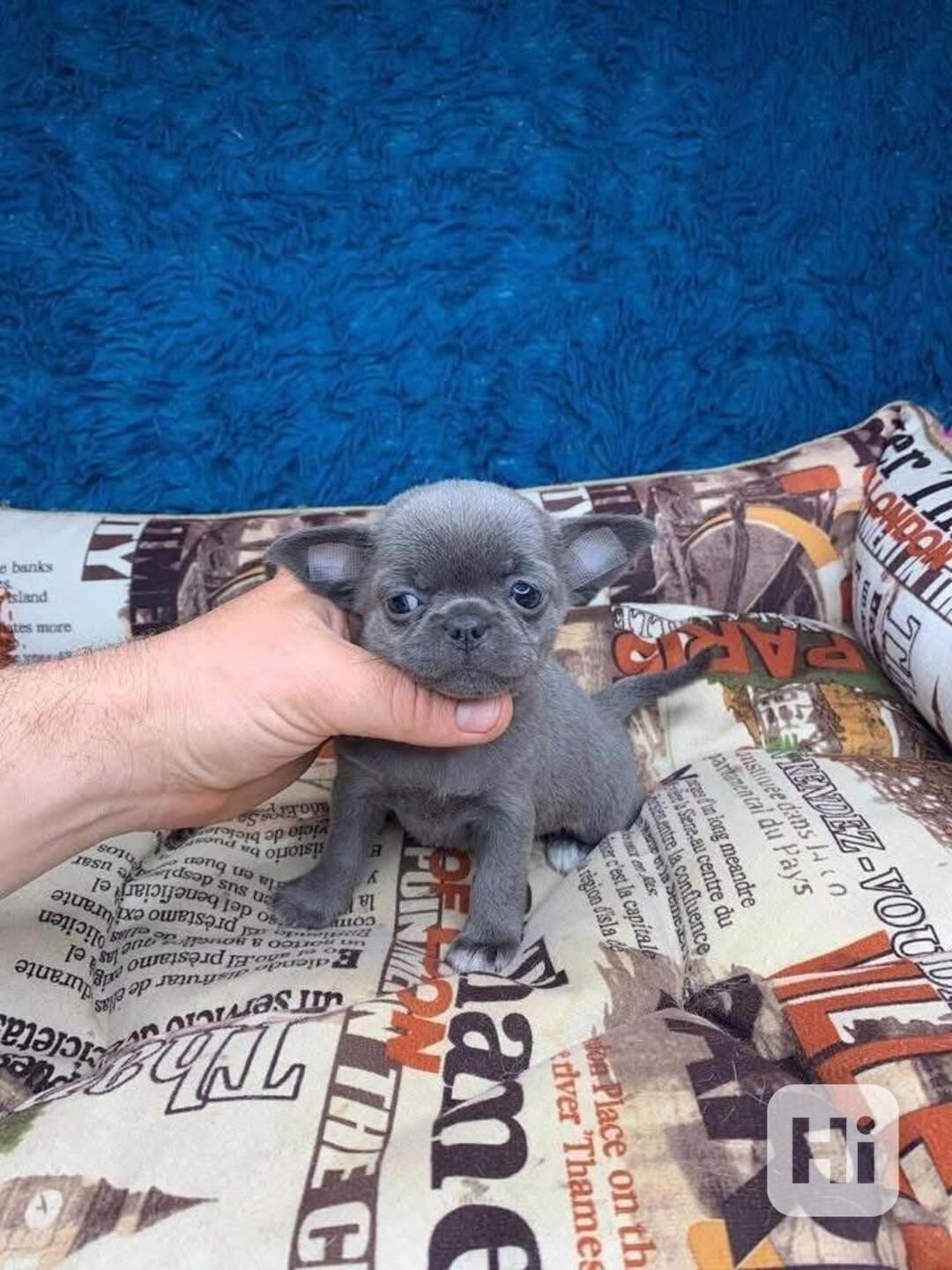 Štěňata čivavy na prodej - foto 1