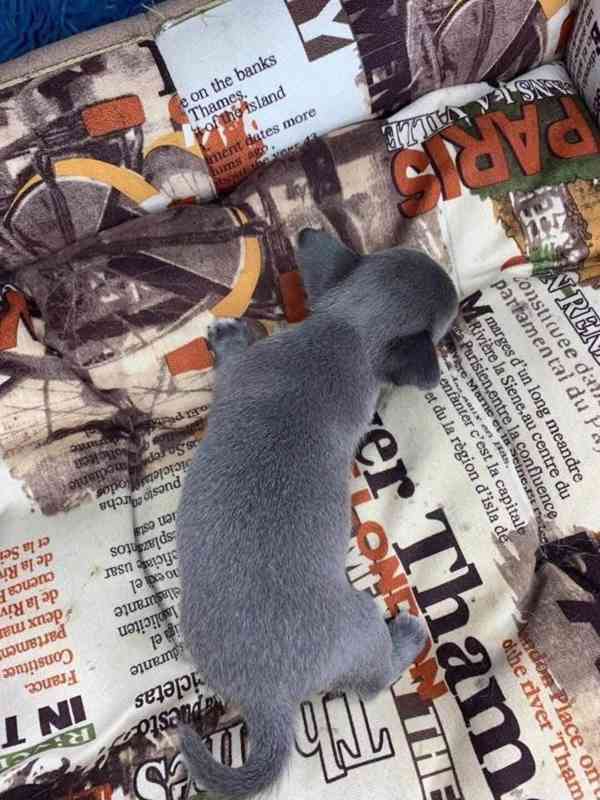 Štěňata čivavy na prodej - foto 2