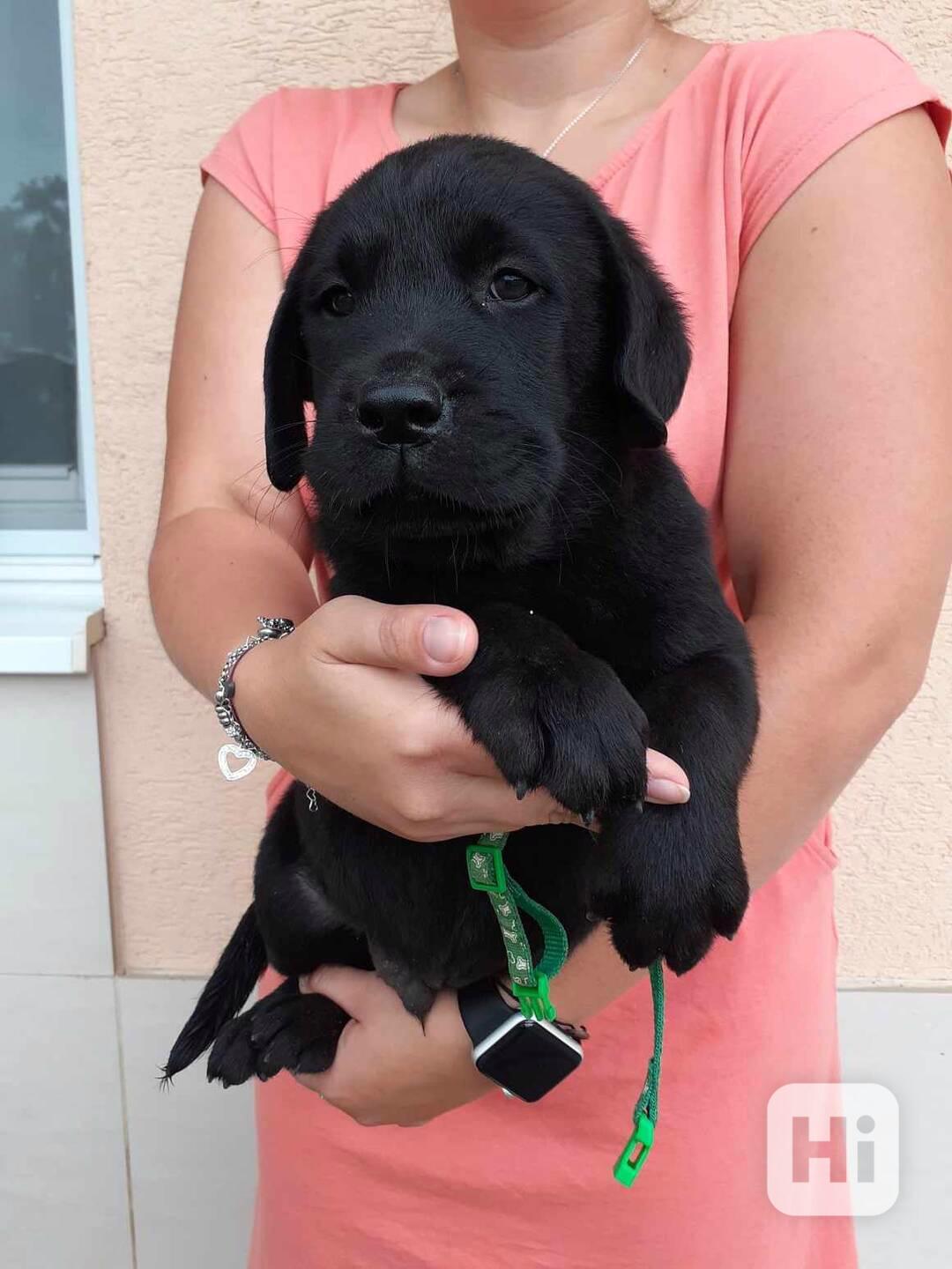 Štěňátka labradora s PP - foto 1