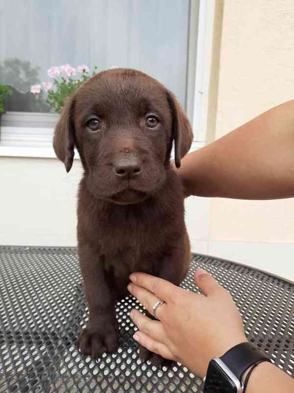 Štěňátka labradora s PP - foto 2