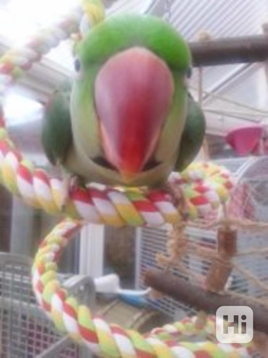 Roztomilí a plně vycvičení papoušci Alexander - foto 1