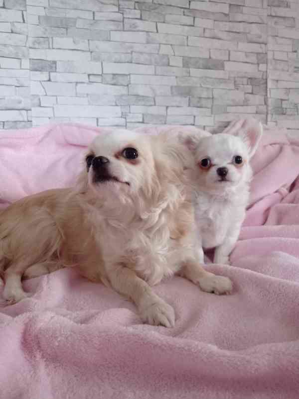 Čivava dlouhosrstá fenka  - foto 2