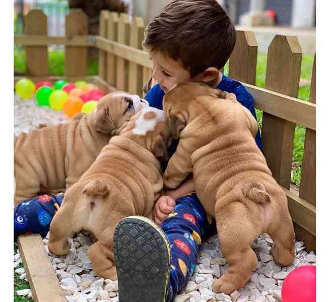 štěňata anglického buldoka k adopci