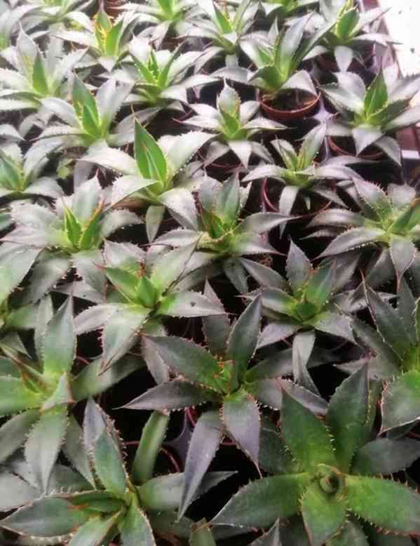 sazenice Agave horrida subsp. horrida 'Mexcalmetl' - foto 1