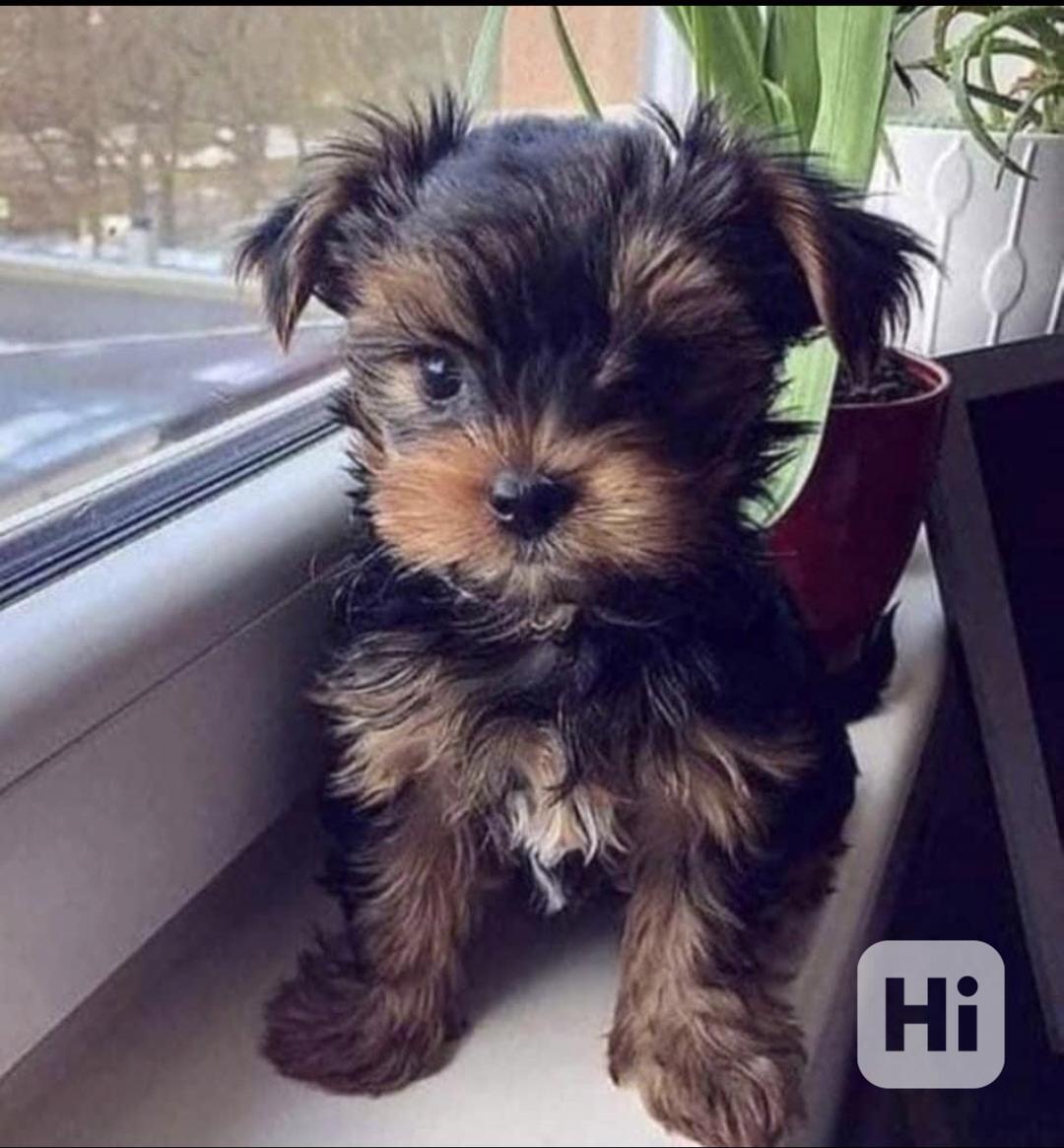 Štěňata jorkšírského teriéra hledají domov.  - foto 1