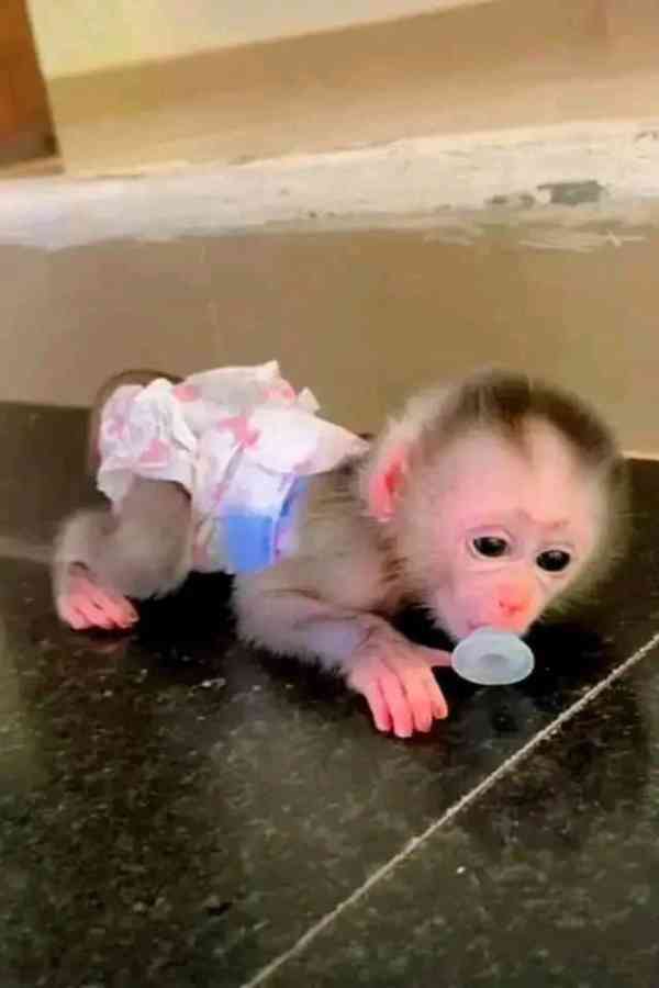 přátelské kapucínské opice k adopci