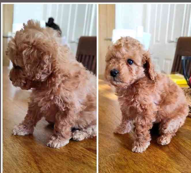 Štěňata toy pudla hledají pečující domov - foto 1