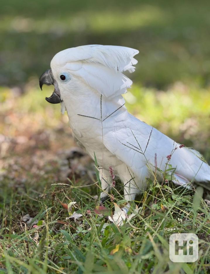 Krásní papoušci kakadu - foto 1