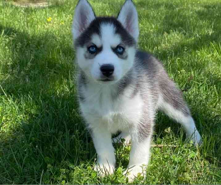 Sibiřský husky štěňata na prodej - foto 4