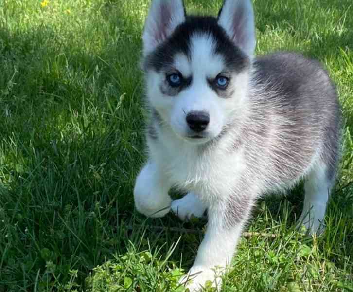 Sibiřský husky štěňata na prodej - foto 3