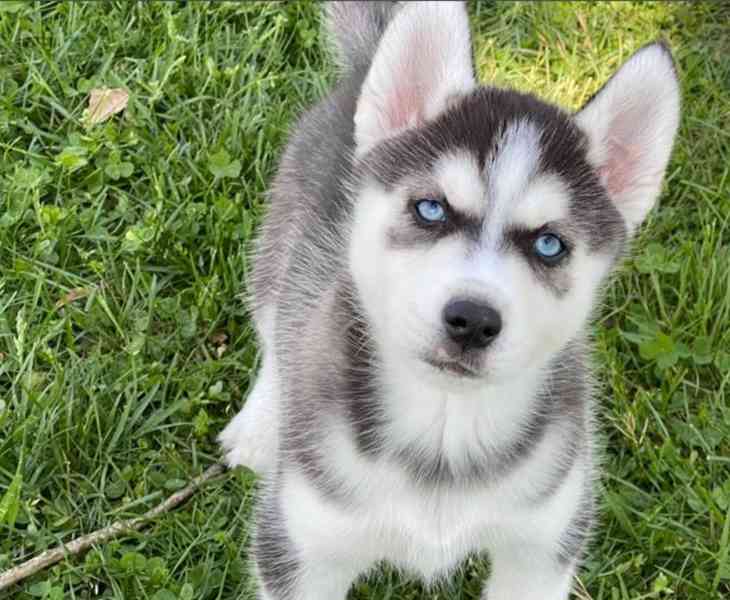 Sibiřský husky štěňata na prodej - foto 2
